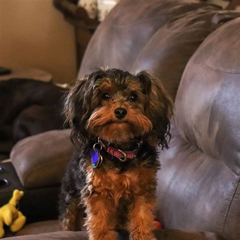 Yorkie Crossed With Poodle