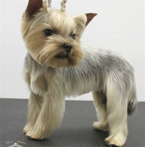 Yorkie Cuts For Thin Hair