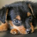 Yorkie Dachshund Chihuahua Mix