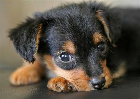 Yorkie Dachshund Chihuahua Mix