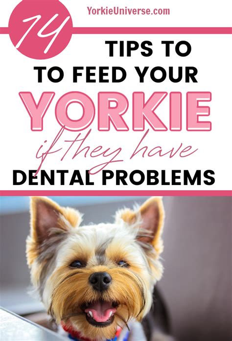 Yorkie Dental Diet Tips