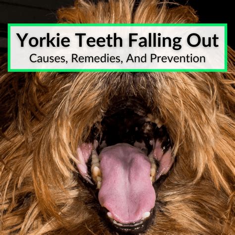 Yorkie Dental Disease Prevention