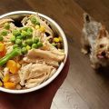 Yorkie Diet: What to Feed When