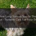 Yorkie Dogs In Heat