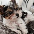 Yorkie Dogs White