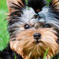 Yorkie Ear Care Essential Guide