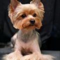 Yorkie Ear Hair Cut