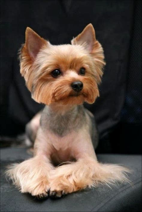 Yorkie Ear Hair Cut