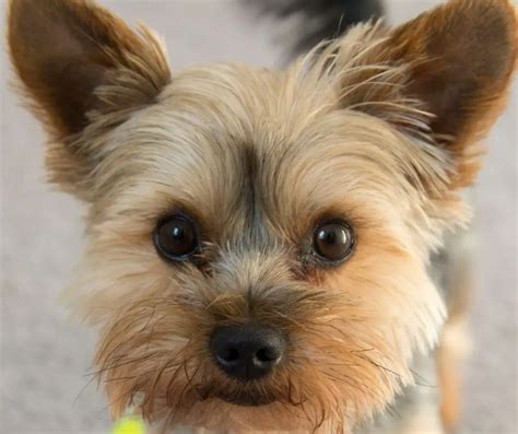 Yorkie Ears Up