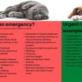 Yorkie Emergency Care Basics