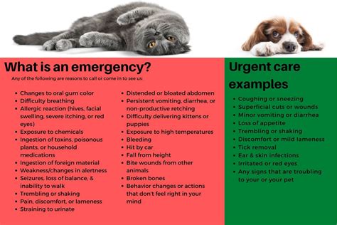 Yorkie Emergency Care Basics