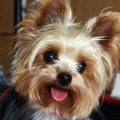 Yorkie Face