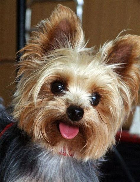 Yorkie Face