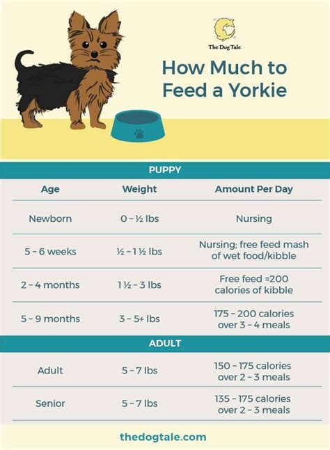 Yorkie Feeding Chart