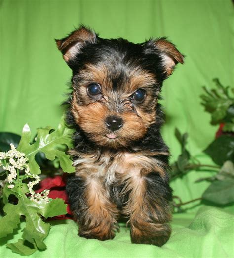 Yorkie Female