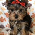 Yorkie For Sale