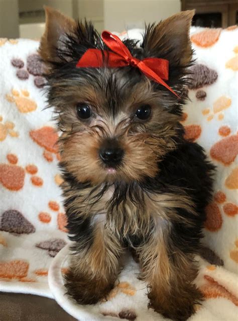 Yorkie For Sale