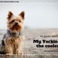 Yorkie Fun Facts