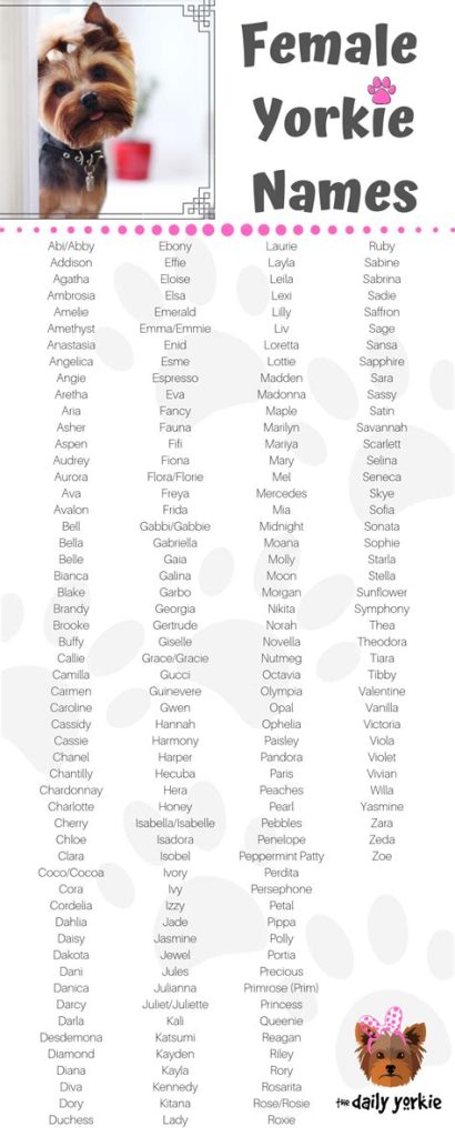 Yorkie Girl Names