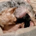 Yorkie Giving Birth What To Do