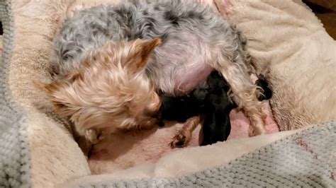 Yorkie Giving Birth What To Do