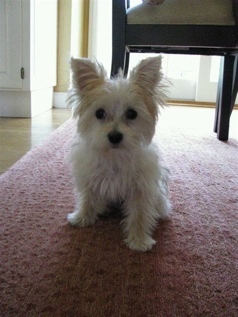 Yorkie Great Dane Mix