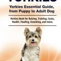 Yorkie Grooming: Essential Guide