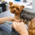 Yorkie Grooming Schedule: How Often is Enough?