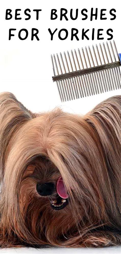 Yorkie Hair Brush