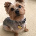 Yorkie Hair Cut Short