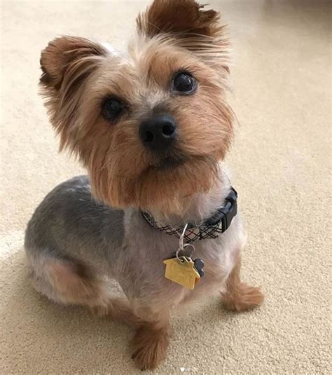 Yorkie Hair Cut Short