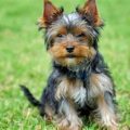 Yorkie Heart Health Guide