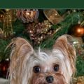 Yorkie Hip Health Guide