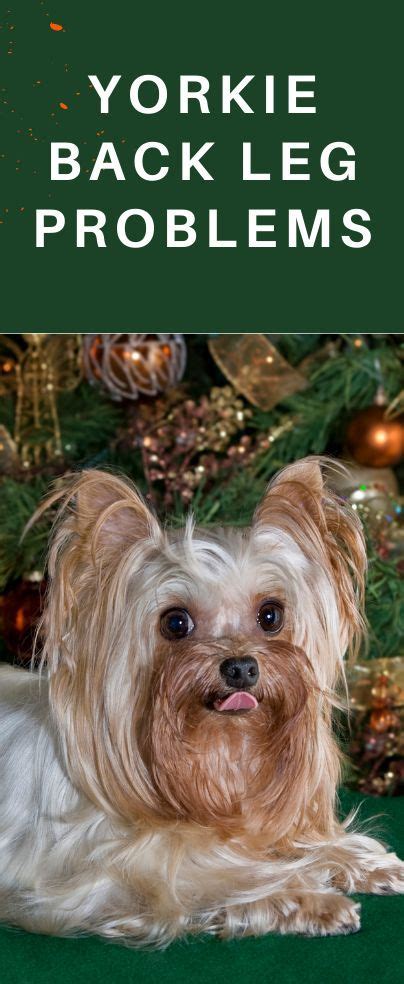 Yorkie Hip Health Guide