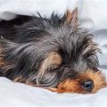 Yorkie Home Life: Adaptation Tips