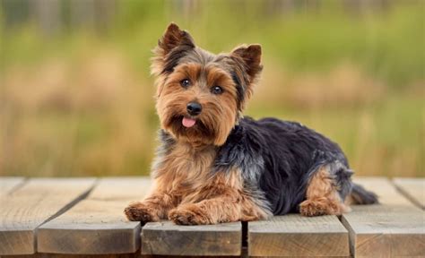 Yorkie Hunting Dog