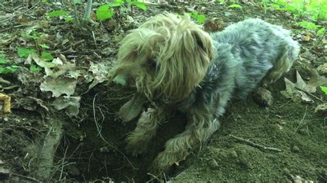 Yorkie Hunting