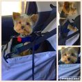 Yorkie In A Car Seat