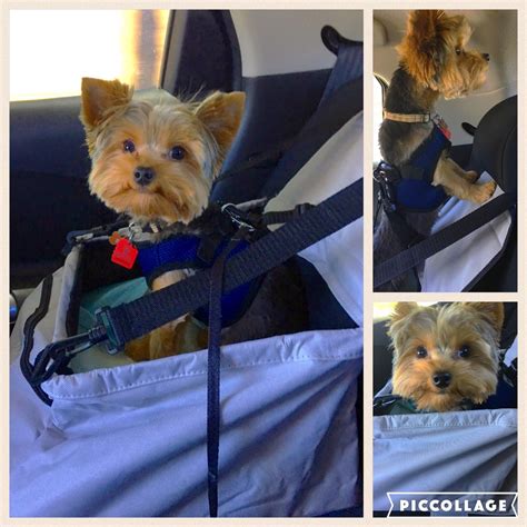 Yorkie In A Car Seat