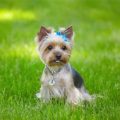 Yorkie Insurance Guide Tips