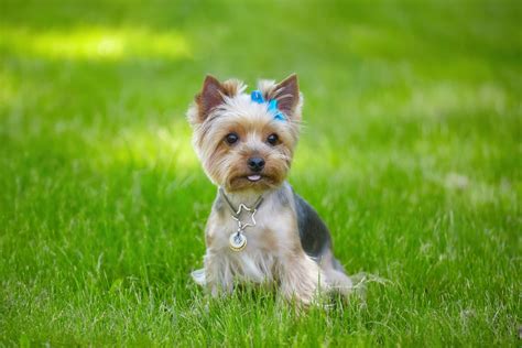 Yorkie Insurance Guide Tips