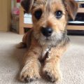 Yorkie Jack Russell Mix Price