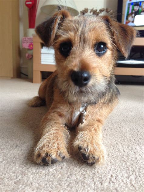 Yorkie Jack Russell Mix Price