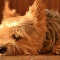 Yorkie Joint Pain Relief Tips