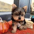 Yorkie Kennels Near Me