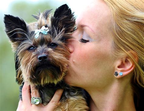 Yorkie Kisses