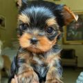 Yorkie Lifespan Teacup Yorkie