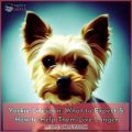 Yorkie Lifespan: What to Expect