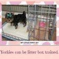 Yorkie Litter Box Training Tips