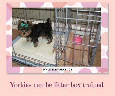 Yorkie Litter Box Training Tips